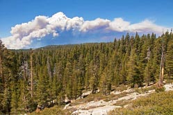 rim fire thumbnail graphic